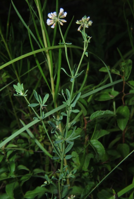 Lotus dorycnium (=Dorycnium pentaphyllum) / Trifoglino legnoso